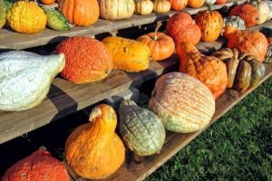 10966526-fall-harvest-festival-decorative-vegetables-with-festive-gourds-and-colorful-squashes-with-assorted-